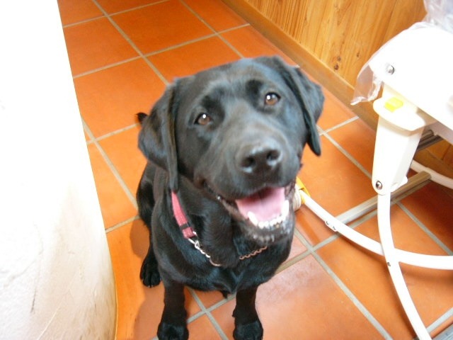 看板犬　イヴちゃん（＾ｖ＾）/