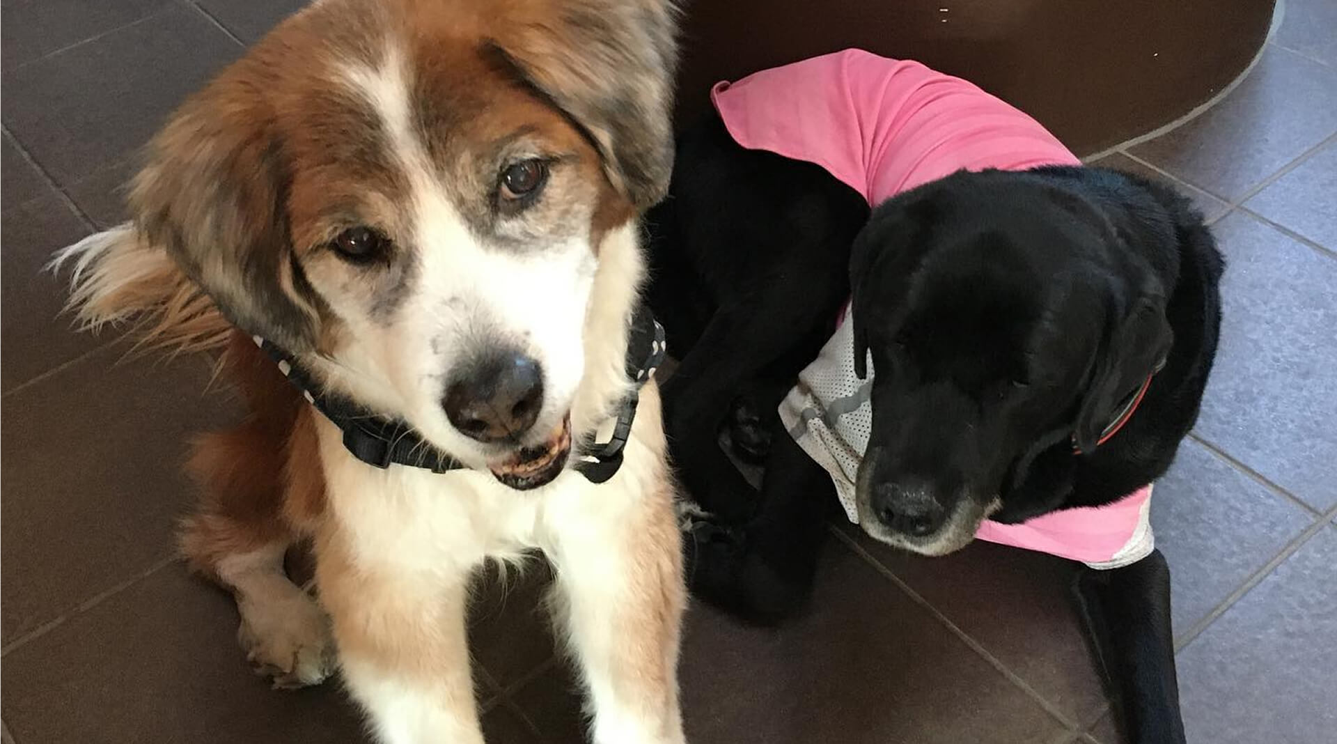 Dog Caf'e WITH （ドッグカフェウィズ） | ワンちゃんと共にゆっくり