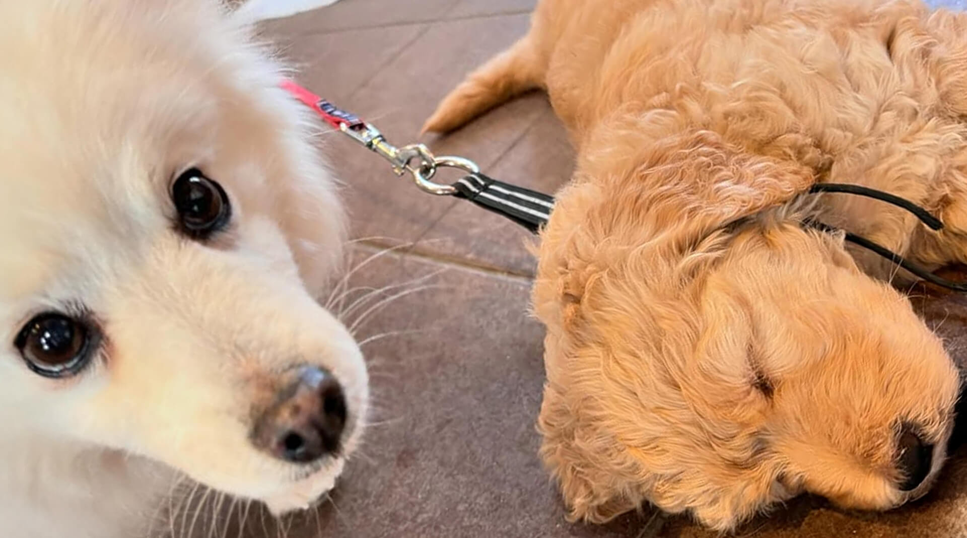 Dog Caf'e WITH （ドッグカフェウィズ） | ワンちゃんと共にゆっくり